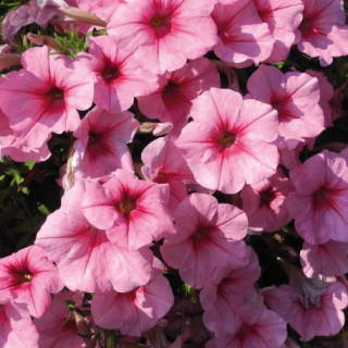 Petúnie – Surfínie – Pink Vein - 054V