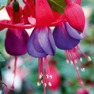 Fuchsini Red-blue 1138 F