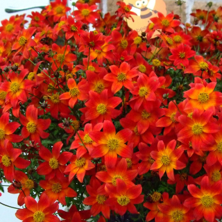 Bidens- Balkongold- červený - 050C