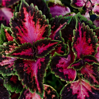 Coleus    - africká kopřiva, Wizard Coral Sun - 154 F