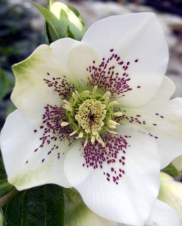 Čemeřice-Helleborus Pretty Ellen White Spoted