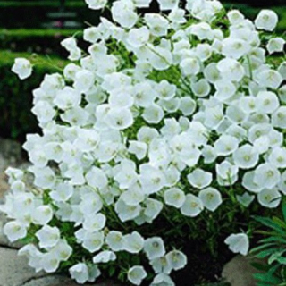 Zvonek nevěsta – Campanula Isophylla  039 B