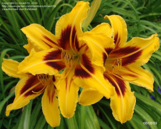 Hemerocallis Bonanza-Denivka žlutá vínový střed