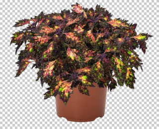 Africká kopřiva -Coleus. Down Town--Santa Monica   153 E