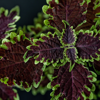 Coleus, Africká kopřiva- Flame Thrower Serrano - 154 O