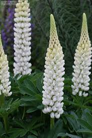 Vlčí bob (Lupinus Polyphyllus)-bílá - 3011B