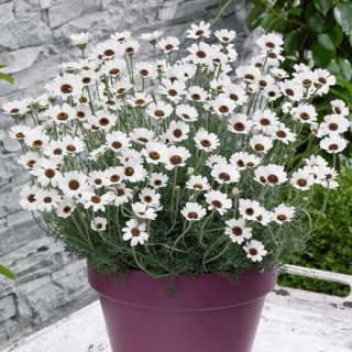 Rhodanthemum hosmariense Casablanca-sedmikráska Marocká