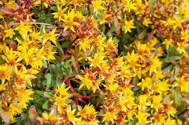 Sedum florif. Golden Yellow- rozchodník
