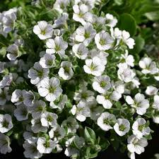 Šáter plazivý- Gypsophila cerast. Pixie Splash