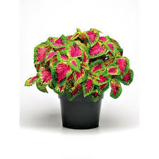 Coleus - Africká kopřive - Kong Rose - 154 Ř