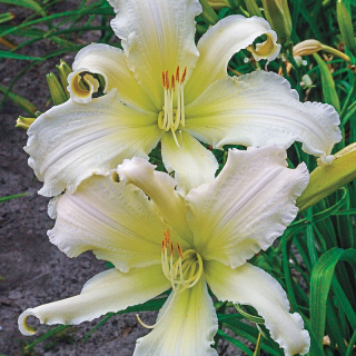 Hemerocallis - Denivka, Heavanly Angel Ice
