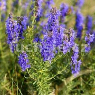 Yzop lékařský (Hyssopus officinalis) - 139A