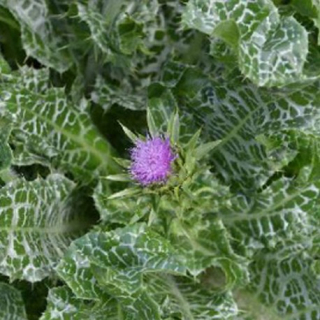 Ostropestřec mariánský -  (Silybum marianum) 105C