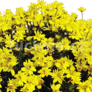 Bidens-balkongold plnokvětý - 050P