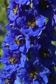 Ostrožka modrá (Delphinium Cultorum)