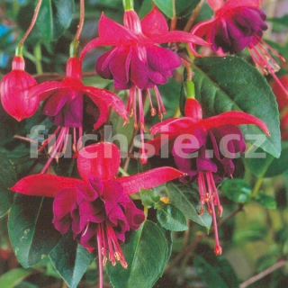 Hang Dollar Pricnes Fuchsie-mrazuvzdorná 480