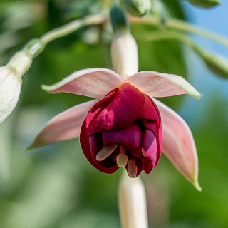 Sinter Maarten Fuchsie