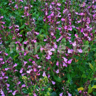 Ožanka kalamandra (Teucnium chamaedrys) - 196O