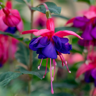Hanna Blue Fuchsie   424