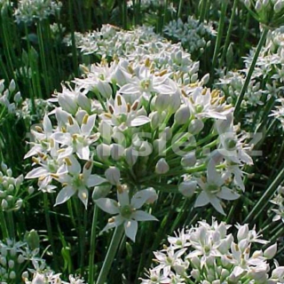 Pažitka čínská (Allium tuberosum) - 167P