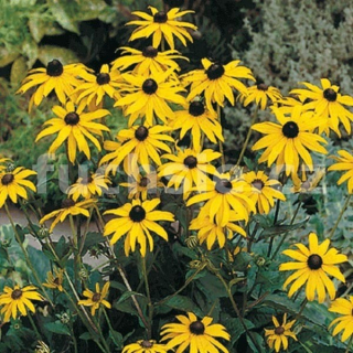 Rudbecie (Rudbecia Fuldiga Goldstrum)