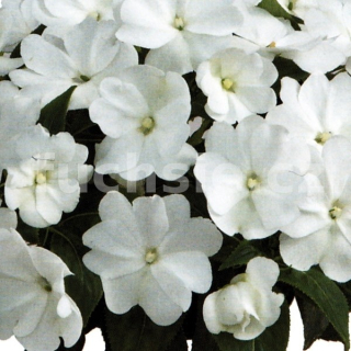 impantiens Nua Guinea Balzamína bílá - 023