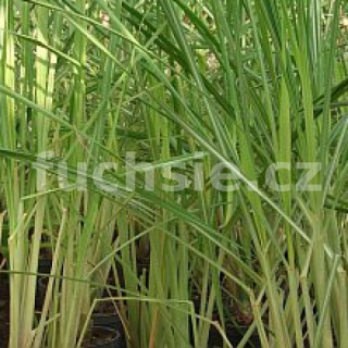 Citronová tráva (Cimbopogon citratus) - 196C
