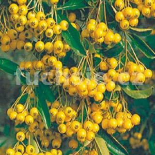 Pyracanthea Soleil D´or - Hlohyně  - 1065