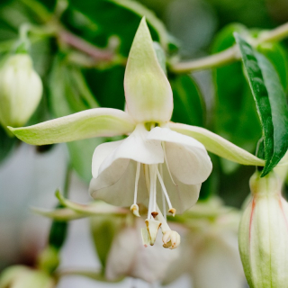 Greenpeace Fuchsie (Fuchsie) 200