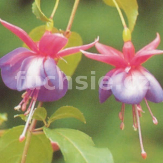 Cover Girl Fuchsie
