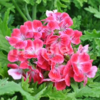 Pelargónie citronová, růžově kvetoucí - 1246