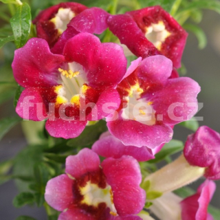 Antirrhinum Hledík červený (Hledík červený) - 027C