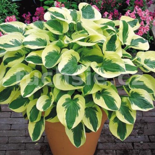 Hosta Night before Christmas' Bareroot- Bohyška 3151