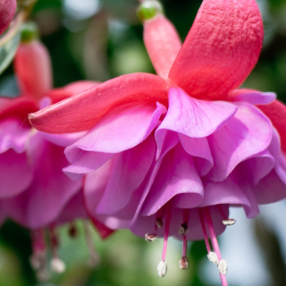 La Rosita Fuchsie