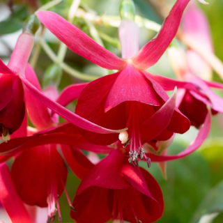 Red Bells Fuchsie   440