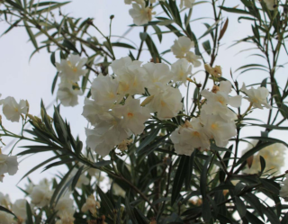 Oleandr bílý-Nerium plnokvětý - 177