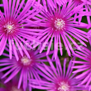 Delosperma- fialové- kosmatec 3096