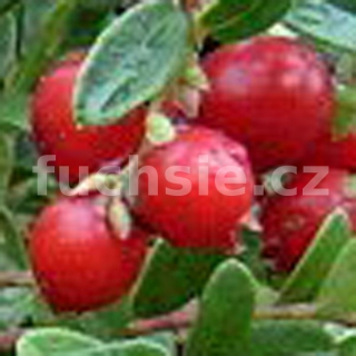 Brusinky - Vaccinium macrocarpon