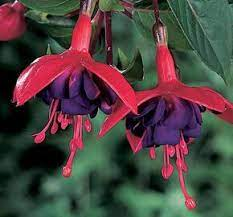 Leonita Semi Double Red -Blue Fuchsie