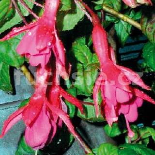 Walz Bügel Fuchsie  456