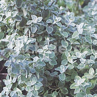 Helichrysum Patiolare - 061