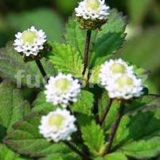 Lipie Aztécká (Lippia dulcis Colada) - 164L