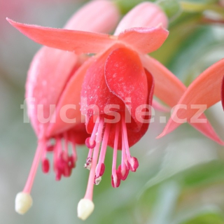Olive Smith Fuchsie