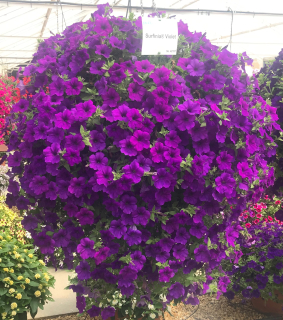 Surfinie tmavěmodrá - 055