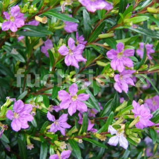 Kupea fialová (Cuphea Hyssopifolia) - 035F