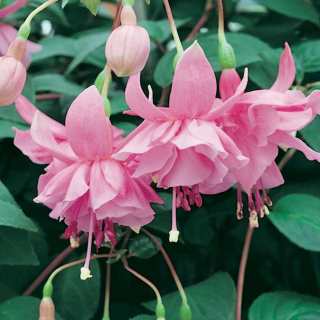 Pink Galore Fuchsie (Fuchsia  La USA 1958)