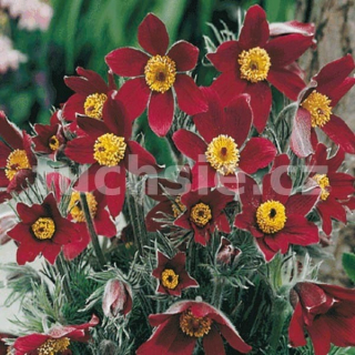 Koniklec červený (Pulsatia Vulgaris)
