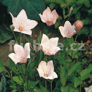 Boubelka růžová (Platycodon Grandiflorus)
