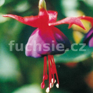 Lord Byron Fuchsie
