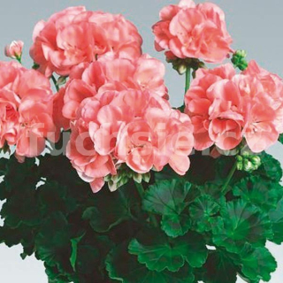 Pelargónie Calais muškát vzpřímený - 1228